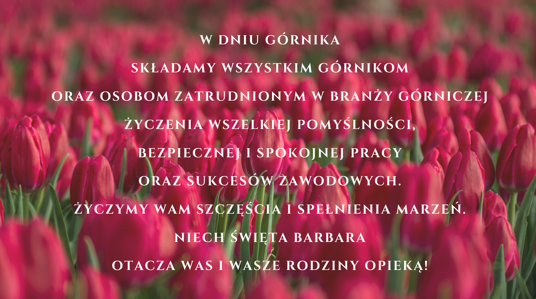 Ciemno różowe tulipany z życzeniami na dzień górnika